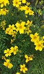 citron-tagetes