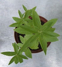 citronverbena