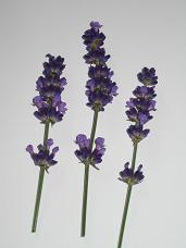 lavendel