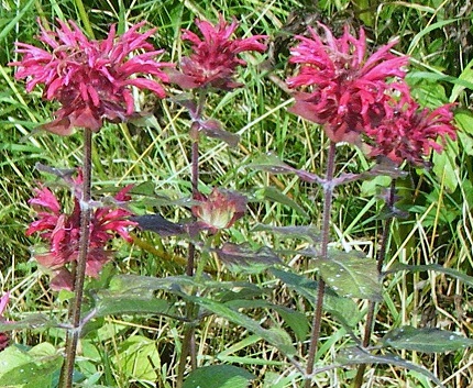 monarda