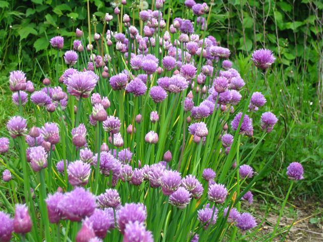 purloegsblomster